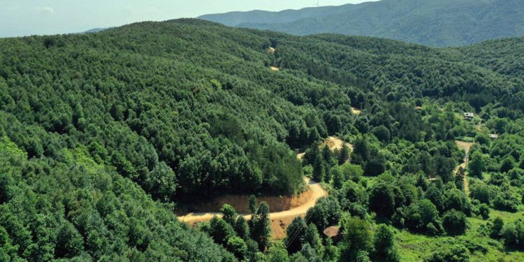 Kilis'te ormanlık alanlara girişlere yasak