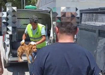 Köpeğine şiddet uygulayan kişiye 4 bin 554 TL para cezası