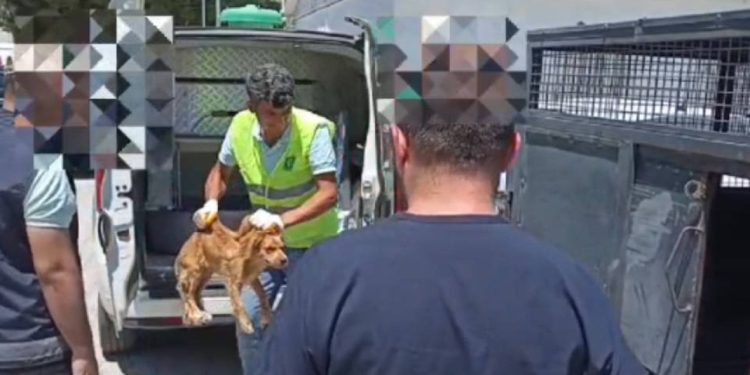 Köpeğine şiddet uygulayan kişiye 4 bin 554 TL para cezası