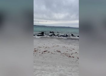 Kurtarma çalışmaları sonuç vermedi:  Avustralya'da kıyıya vuran 55 pilot balinaya ötenazi uygulandı