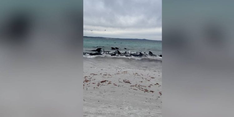 Kurtarma çalışmaları sonuç vermedi:  Avustralya'da kıyıya vuran 55 pilot balinaya ötenazi uygulandı