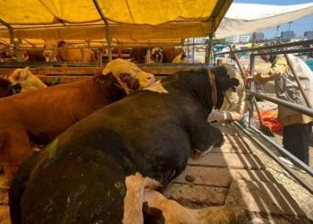 Kütahya'da Kurban Bayramı'nın ardından hayvan pazarlarında şap alarmı: İl genelinde karantina uygulanacak