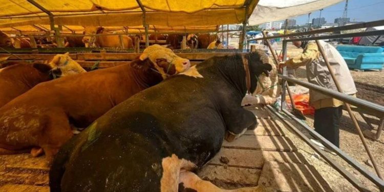 Kütahya'da Kurban Bayramı'nın ardından hayvan pazarlarında şap alarmı: İl genelinde karantina uygulanacak