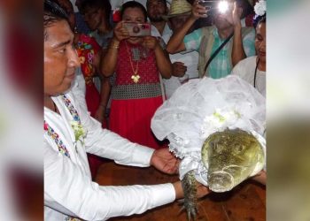 Meksika'da geleneksel düğün: Belediye başkanı 'barış ve huzur getirmesi için' timsahla evlendi