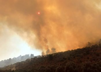 Milas-Bodrum Havalimanı yolunda orman yangını: 7 saatte kontrol altına alındı