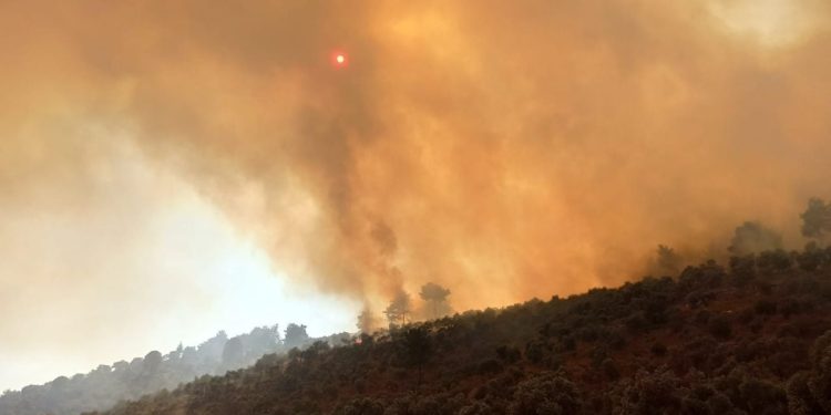 Milas-Bodrum Havalimanı yolunda orman yangını: 7 saatte kontrol altına alındı