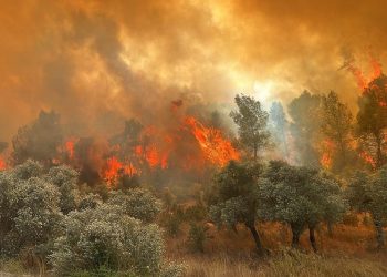 Milas’taki orman yangını büyüyor; iki mahalle tedbir amaçlı tahliye edildi