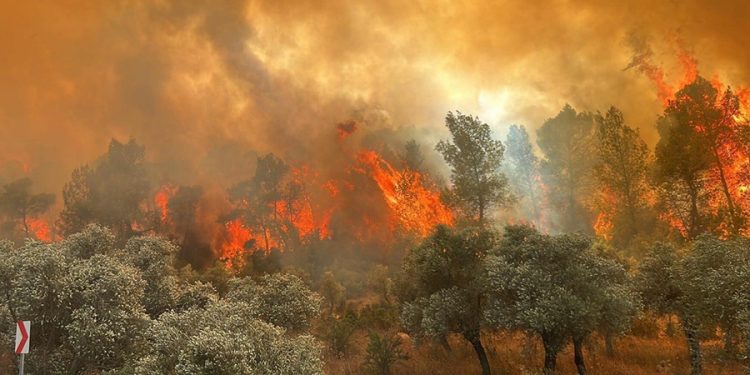 Milas’taki orman yangını büyüyor; iki mahalle tedbir amaçlı tahliye edildi