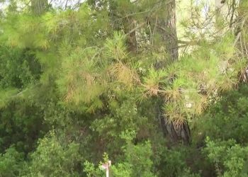 Muğla Valiliği'nden Akbelen açıklaması: 'Kesim işlemleri tamamlandı'