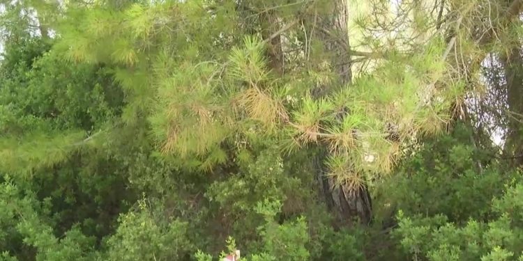 Muğla Valiliği'nden Akbelen açıklaması: 'Kesim işlemleri tamamlandı'