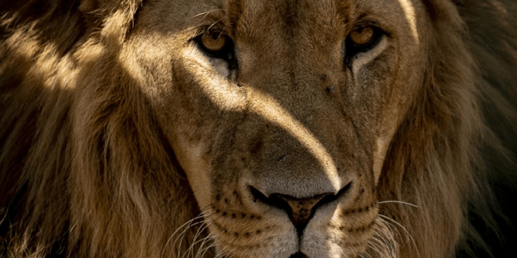 Nereden geldikleri bilinmiyor! Berlin'de aslan paniği