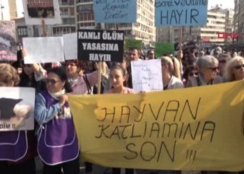 Ormanda zehirlenerek öldürülmüş köpekler bulundu