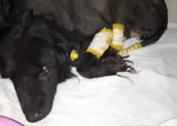Otomobilin altında uyuyan köpeği gördüğü halde metrelerce sürükledi