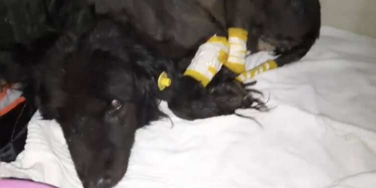 Otomobilin altında uyuyan köpeği gördüğü halde metrelerce sürükledi