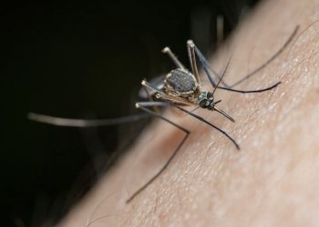 Prof. Dr. Şener'den 'istilacı sivrisinek' uyarısı: Viral hastalıkların bulaş ihtimali artıyor