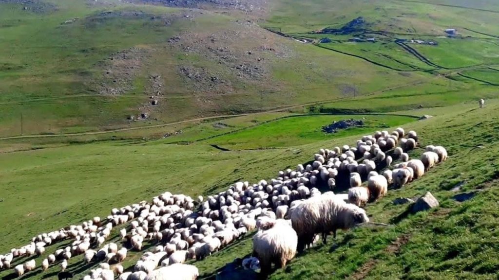 SOHR: Suriye'de IŞİD üyeleri kaçırdıkları üç çobandan ikisini bıraktı