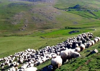 SOHR: Suriye'de IŞİD üyeleri kaçırdıkları üç çobandan ikisini bıraktı