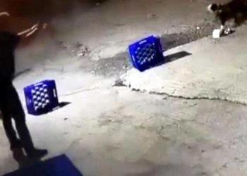 Sakarya'da hayvan katliamı: Köpeği 14 kurşunla öldürdü