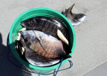 Sinop'ta deniz suyunun ani soğumasıyla şoka girerek kıyıya vuran tonlarca balık vatandaşlar tarafından toplandı.