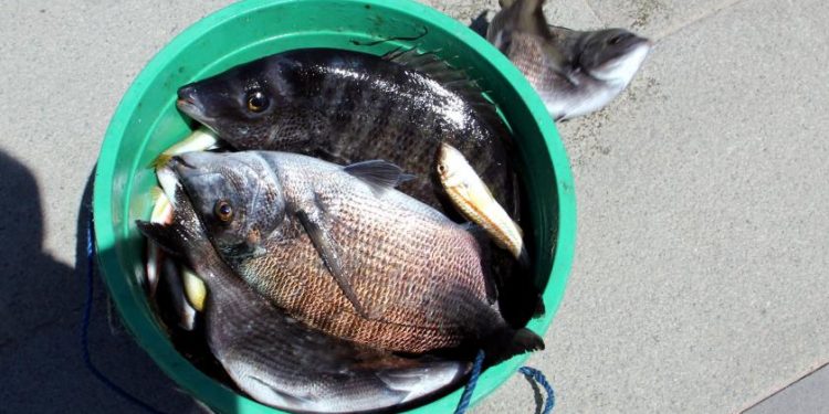 Sinop'ta deniz suyunun ani soğumasıyla şoka girerek kıyıya vuran tonlarca balık vatandaşlar tarafından toplandı.