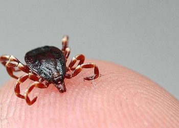 Sivas'ta iki kişi 'Kırım Kongo'dan öldü