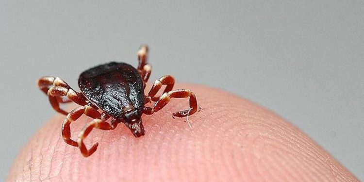 Sivas'ta iki kişi 'Kırım Kongo'dan öldü