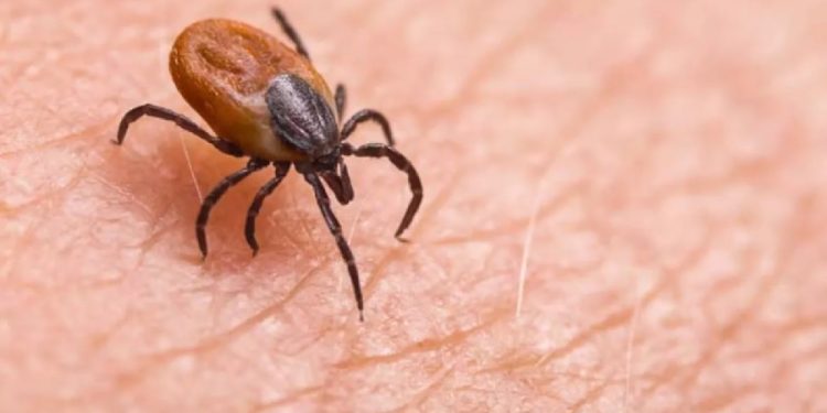 Sivas’ta kene yapışan 2 kişi hayatını kaybetti