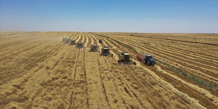 TMO: Hububatta arz edilen tüm ürünü alacağız