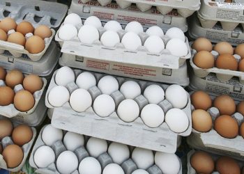 Tarım Bakanlığı'ndan yumurtada kanserojen madde soruşturması