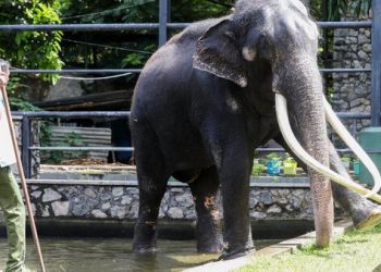 Tayland'da doğan ve 2001'de ülkenin kraliyet ailesi tarafından Sri Lanka hükümetine hediye edilen Muthu Raja isimli fil, aşırı çalıştırılmaktan kaynaklanan yaralar ve sakatlıklarının tedavi edilmemesi nedeniyle ülkesine geri götürüldü.