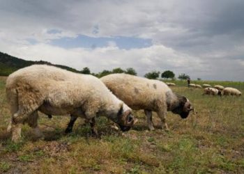 Tokat'ta küçükbaş hayvanlara 'mavi dil' karantinası