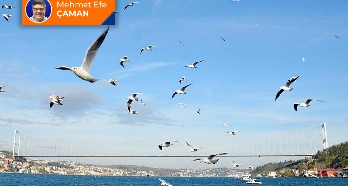 Uzakta martı sesleri