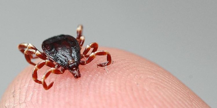 Keneye bağlı ölümlerde artış: 'Sık sık görülecek'