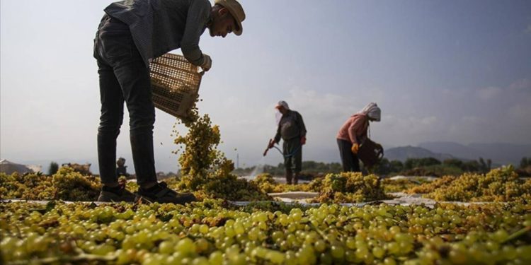 Üzümde ‘daralma’ planına tepki: İhracatı artırma yerine üretimi azaltmaya çalışıyorlar