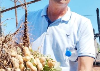 Yılın ilk fıstığı satışa sunuldu: 125 TL’den alıcı buluyor