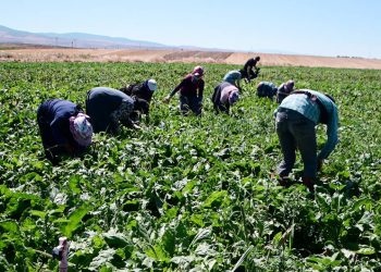 Yozgat’ta mevsimlik tarım işçilerinin sayısı ulaşım giderinin yüksek olması nedeniyle düştü