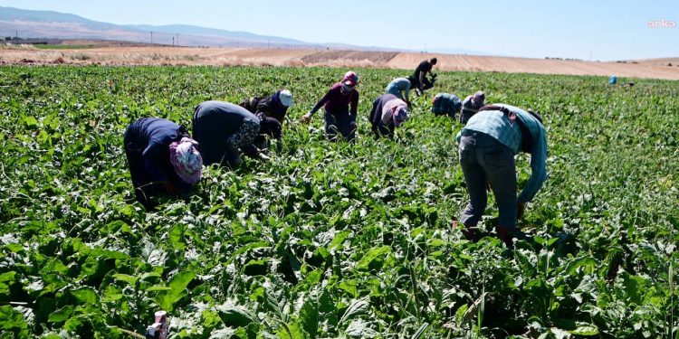 Yozgat’ta mevsimlik tarım işçilerinin sayısı ulaşım giderinin yüksek olması nedeniyle düştü