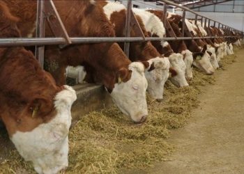 Zonguldak'ta şap hastalığı alarmı: 136 köy karantinada