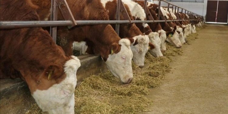 Zonguldak'ta şap hastalığı alarmı: 136 köy karantinada