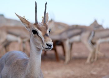 Dünyada sadece İsrail ve Türkiye’de bulunan ‘Gazella Gazella’ koruma altında 
