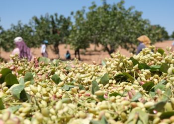Kuraklık Antep fıstığını vurdu