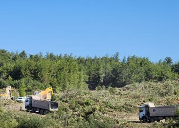 “Akbelen’de dört yıllık kömür rezervi için yüzyıllık doğa katledildi”