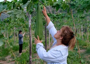 Hatay’da depremzede kadınlar kabak lifi projesiyle hayata tutunacak