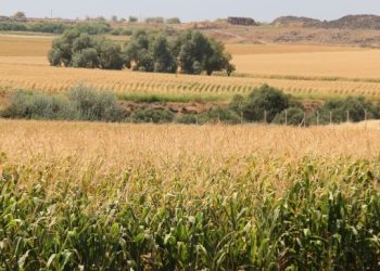 Mısır üreticileri: Çözüm bulunmazsa çiftçiliği bırakacağız