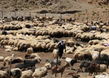 Askeri operasyonlar hayvancılığı bitirme noktasına getirdi
