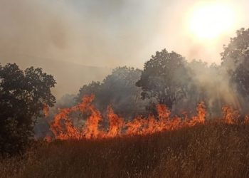 Mêrdîn’deki orman yangını kontrol altına alındı