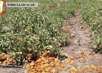 DEDAŞ uygulamaları domates ve biberi tarlada çürüttü!