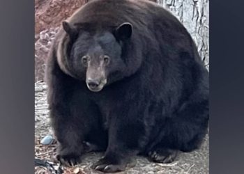 ABD'de 21 eve giren siyah ayı 'Tank Hank' yakalandı