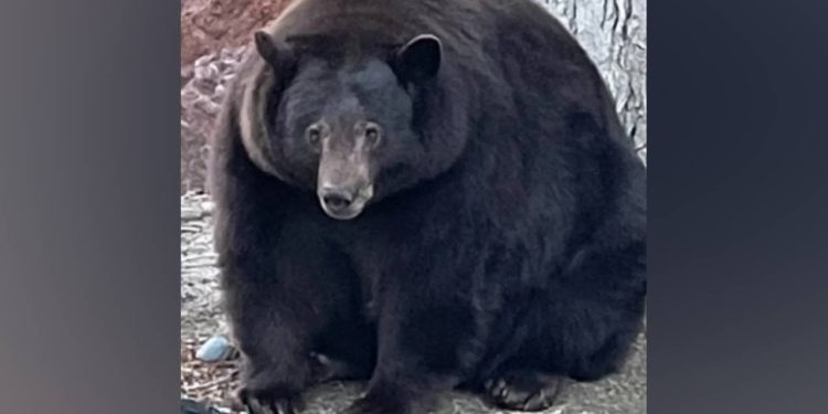 ABD'de 21 eve giren siyah ayı 'Tank Hank' yakalandı