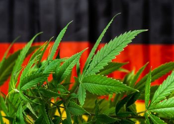 Almanya'da eğlence amaçlı esrar kullanımı yasallaşıyor: Kabinenin kabul ettiği tasarının parlamentodan da geçmesi gerekiyor